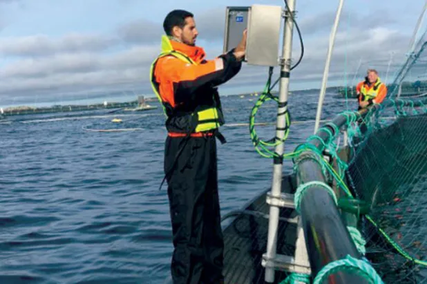 كشف الأسماك الجائعة بالموجات الصوتية