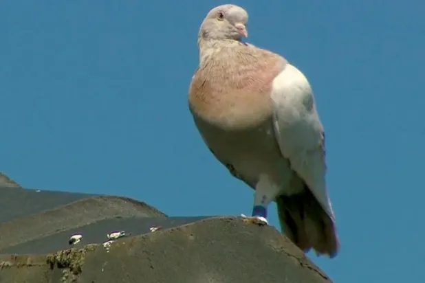 بطاقة تعريفية مزيفة كادت تودي بحياة الطائر «جو»