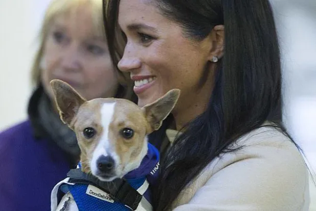 دعم ماركل للكلاب المُنقَذَة ساعدها في تخطي أزمات 2020
