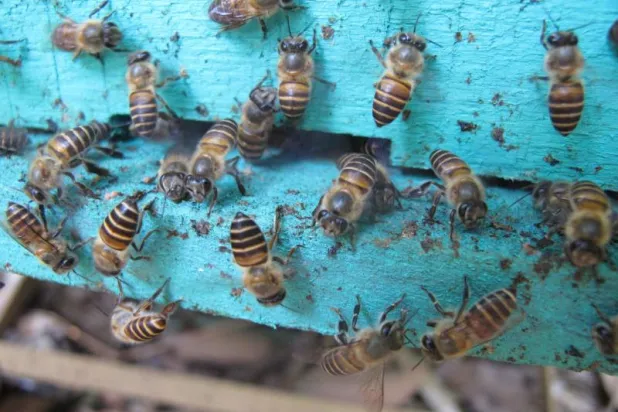 في بريطانيا... ملايين النحل عرضة لـ«التدمير» بسبب قواعد ما بعد «بريكست»