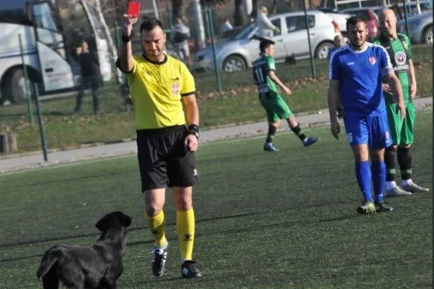 حكم يشهر البطاقة الحمراء لكلب اقتحم ملعب المباراة في صربيا