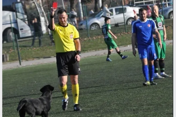 حكم يشهر البطاقة الحمراء لكلب اقتحم الملعب