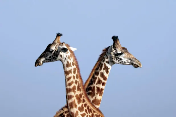 العيش في جماعات يطيل عمر الزرافات