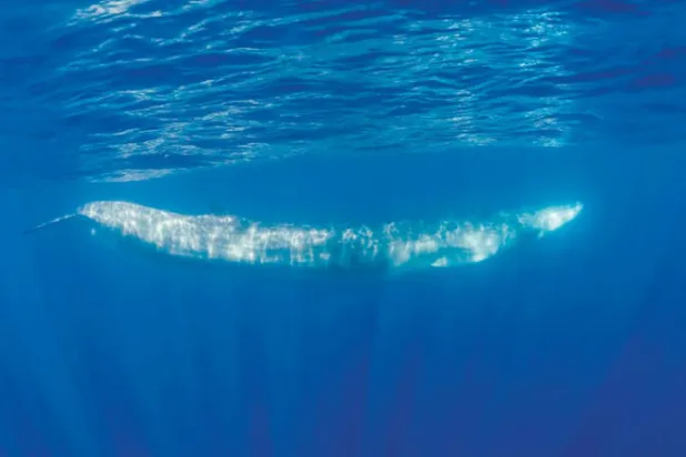 أغاني الحيتان يمكن أن تكشف عن أسرار عميقة تحت المحيطات