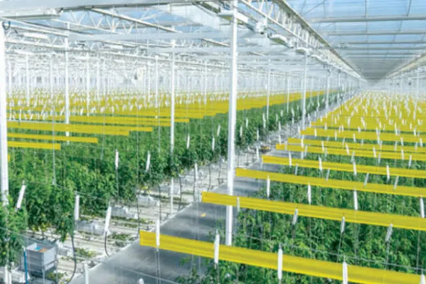 مزرعة داخلية متطورة تعتمد أساليب الزراعة المائية