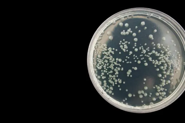 بكتيريا تواجه المضادات الحيوية بـ«النوم»