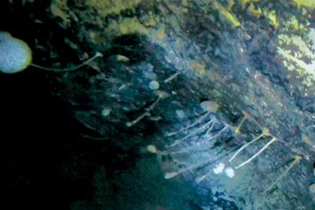 علماء يتفاجأون بكائنات حيّة في أعماق البحر تحت القارة القطبية الجنوبية