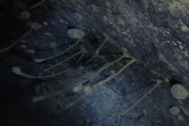 شاهد... العثور على مخلوقات بحرية حية تحت القارة القطبية الجنوبية