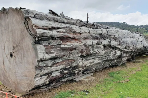 شجرة تبوح بسر انقراض جماعي شهدته الأرض قبل 42 ألف عام