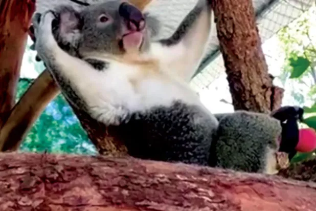 طبيب أسنان يصنع قدماً صناعية لكوالا تساعده على الجري