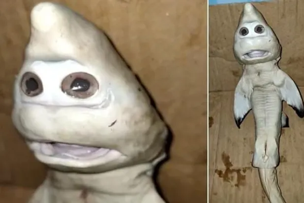 صياد يعثر على سمكة قرش صغيرة بـ«وجه بشري»