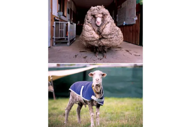 خروف أسترالي يرتاح من 35 كيلوغراماً من الصوف