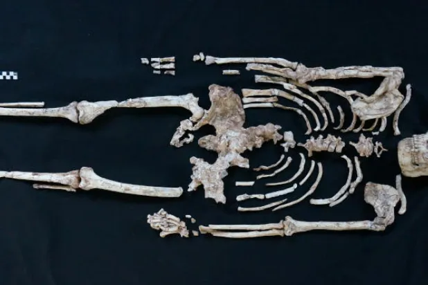 دراسة لحفرية «ذات القدم الصغيرة» تسلط الضوء على أصول الإنسان