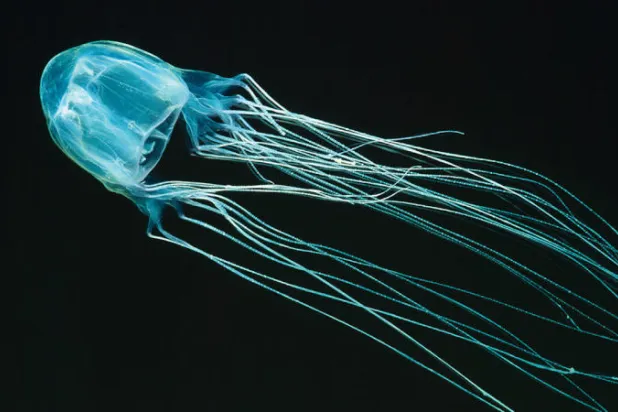 أول حادث منذ 15 عاماً... «قنديل بحر» يقتل مراهقاً بأستراليا