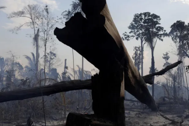 الإنسان يدمّر ثلثي الغابات المطيرة في العالم