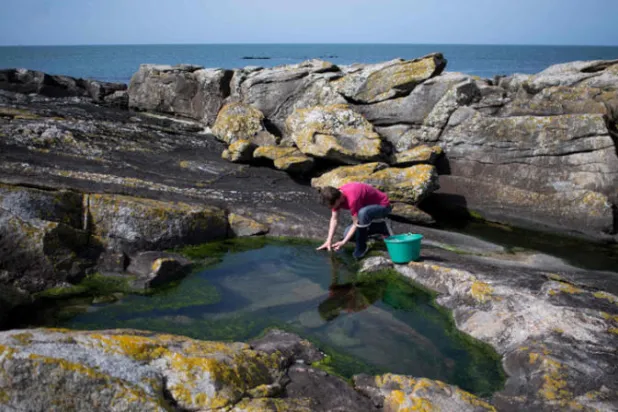 مزارع الأعشاب البحرية الصالحة للأكل