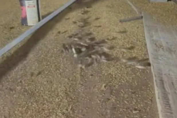 جحافل من الفئران تغزو البيوت والمزارع في شرق أستراليا