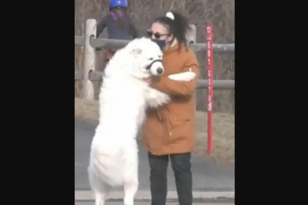 كلبة توقف حركة المرور لإنقاذ صاحبتها بعد تعرضها لنوبة