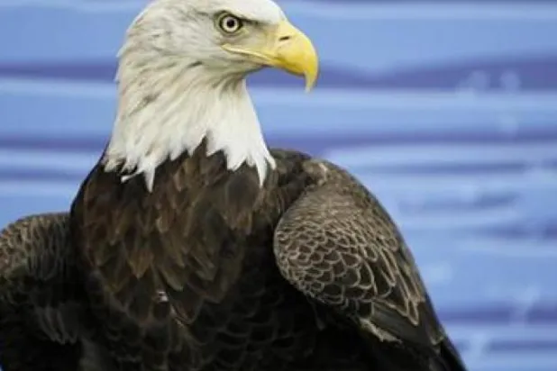 ABD'nin sembolü olan kel kartal sayısında rekor artış