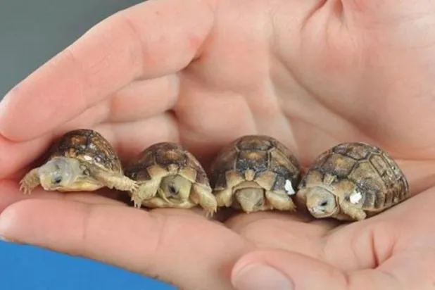 اكتشاف 185 سلحفاة داخل حقيبة سفر بمطار الإكوادور