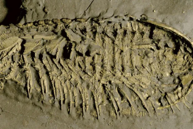 كائنات بحرية منقرضة قبل 450 مليون سنة تتنفس من الساق