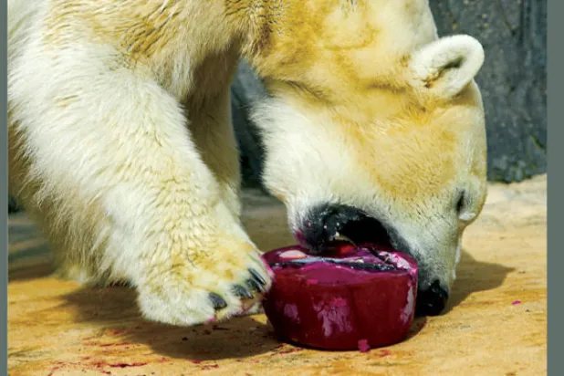 التغير المناخي يربك عادات الدببة القطبية لتأكل بيض البط