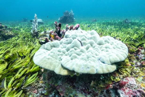 اكتشاف أكبر غابة من أعشاب البحر