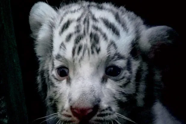 ولادة شبل نمر أبيض نادر في حديقة هافانا