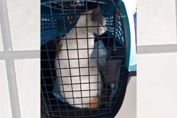 ضبط هر «يهرّب» المخدرات في أحد سجون بنما