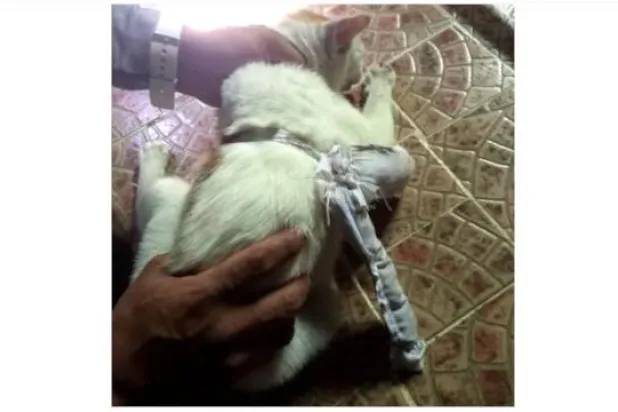 ضبط هر يهرب المخدرات في أحد سجون بنما