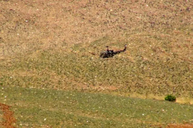 المحاصيل الزراعية في لبنان بخطر بعد «غزوة» للجراد