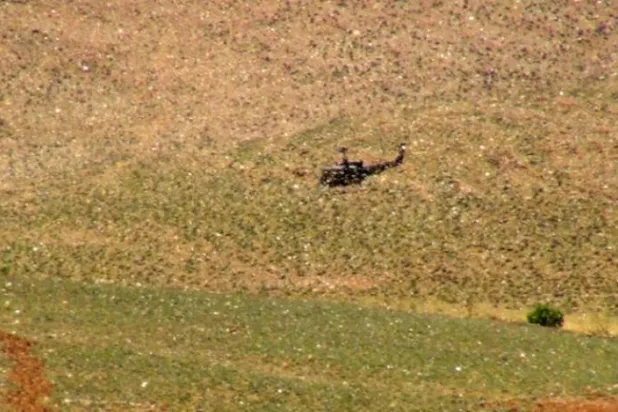 Lübnan'daki tarım ürünleri çekirge istilası tehlikesi altında