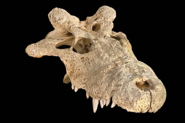 التمساح «ذو القرون» يحصل على مكان جديد في شجرة الحياة