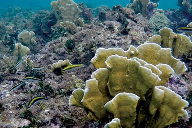 تقنيات تؤخر زوال الحاجز المرجاني العظيم