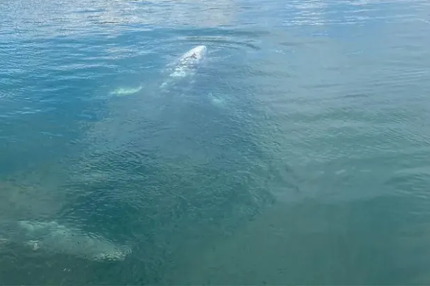 حوت يضل طريقه في المتوسط قبالة السواحل الفرنسية