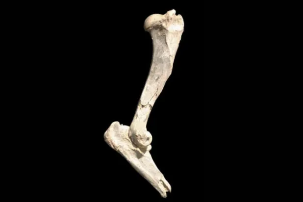 اكتشاف أضخم قط في التاريخ  يزن 400 كيلوغرام