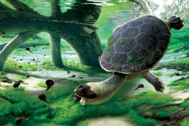 سلاحف منقرضة بوجه ضفادع كانت تمتص فرائسها
