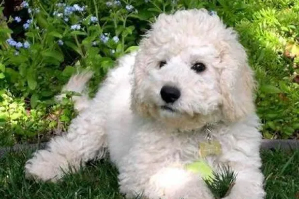 دراسة تؤكد أن الكلاب الصغيرة أكثر عدوانية من الكبيرة... والسبب؟