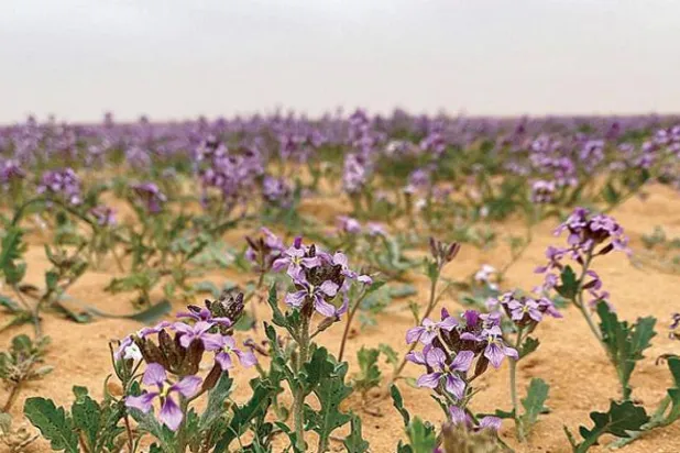 Lavender, a Symbol of Saudi Arabia’s Hospitality