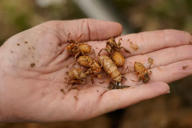 الأميركيون يستعدون لغزو  مليارات حشرات الزيز بعد اختبائها 17 عاماً