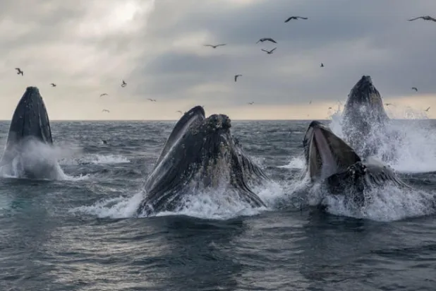 اكتشف الحوت الأحدب وسيلة لصيد أكبر قدر من الأسماك