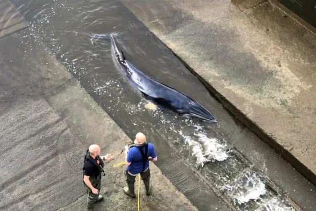 بالفيديو... إنقاذ حوت صغير علق في نهر التيمز
