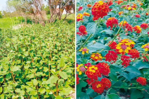 «النباتات الغازية» تقضي على المحلية وتسبب خسائر بالمليارات