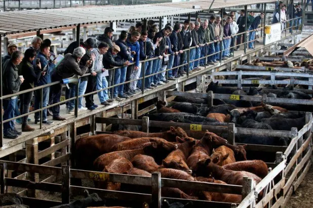 بسبب حظر تصدير اللحوم... المزارعون الأرجنتينيون يهددون بمزيد من الاحتجاجات