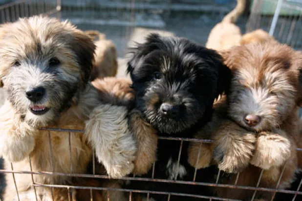 دراسة: الكلاب لديها استعداد طبيعي للتفاعل مع الإنسان منذ ولادتها