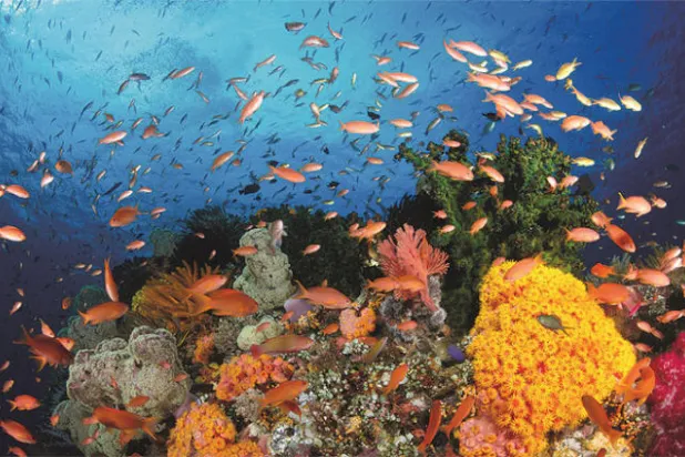 دراسة تكشف عن دور الشعاب المرجانية في تأمين السواحل السعودية