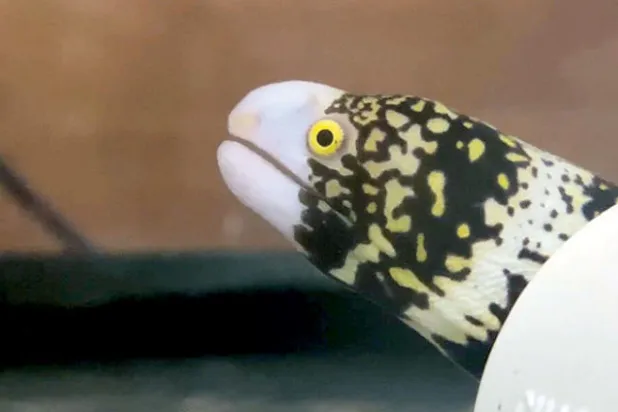 سمكة تتغذى خارج البحر وتبتلع فرائسها من دون ماء