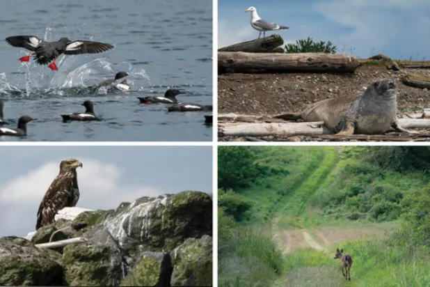 الطيور البحرية اصبحت الفريسة الرئيسية للنسور الصلعاء (روث فريمسون)