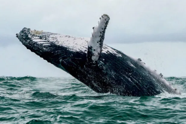 حوت أحدب يلفظ صياداً في الهواء بعدما حاول ابتلاعه