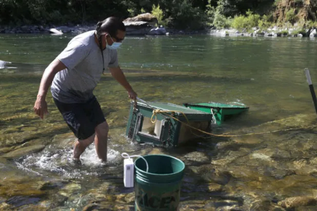كاليفورنيا تنقذ سمك «السلمون» من الجفاف